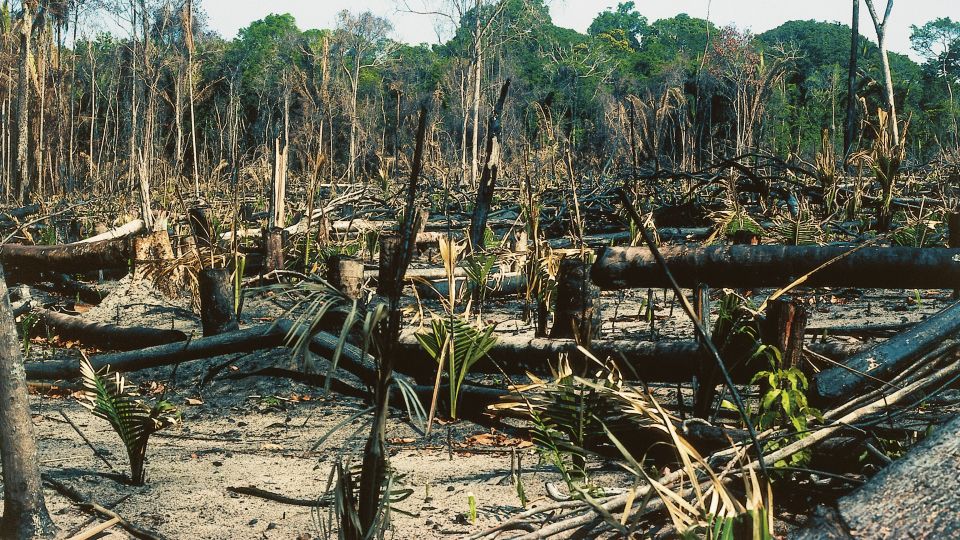 amazon forest deforestation