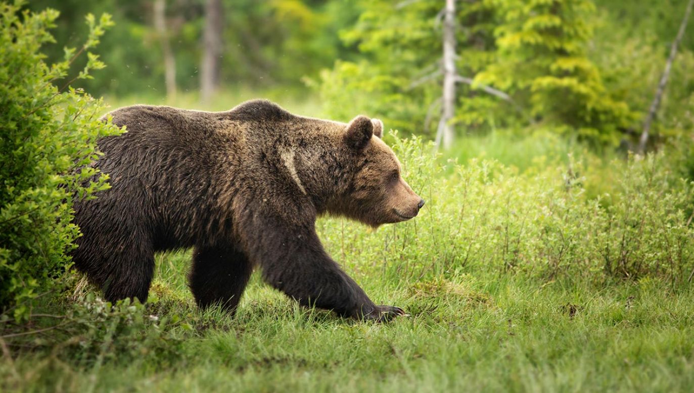 W Polsce niedźwiedzie brunatne objęte są ścisłą ochroną (fot. Shutterstock/mmpixel91, zdjęcie ilustracyjne)