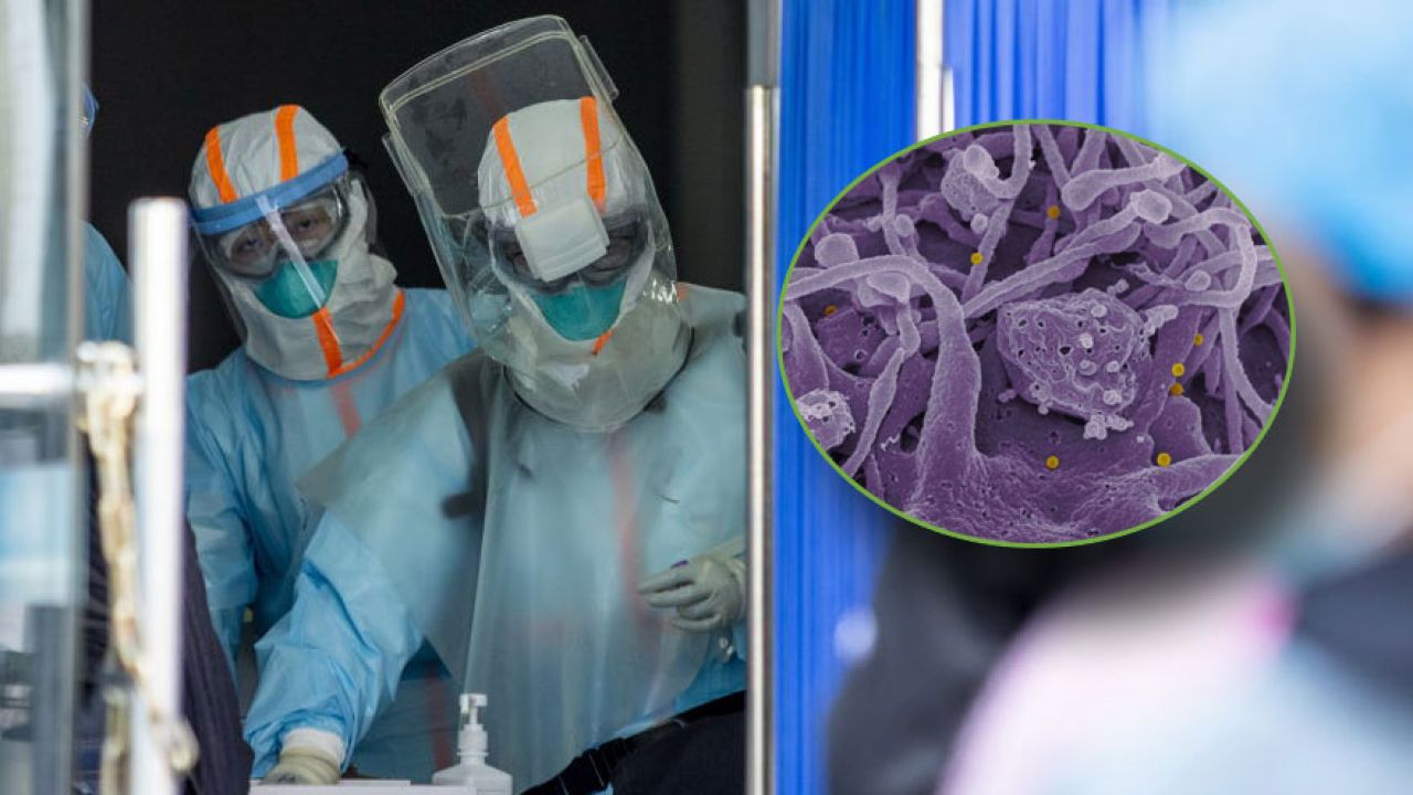Nowego wirusa w Chinach roznoszą prawdopodobnie szczuty i myszy (fot. Costfoto/Barcroft Media; IMAGE POINT FR/NIH/NIAID/Universal Images Group via Getty Images)