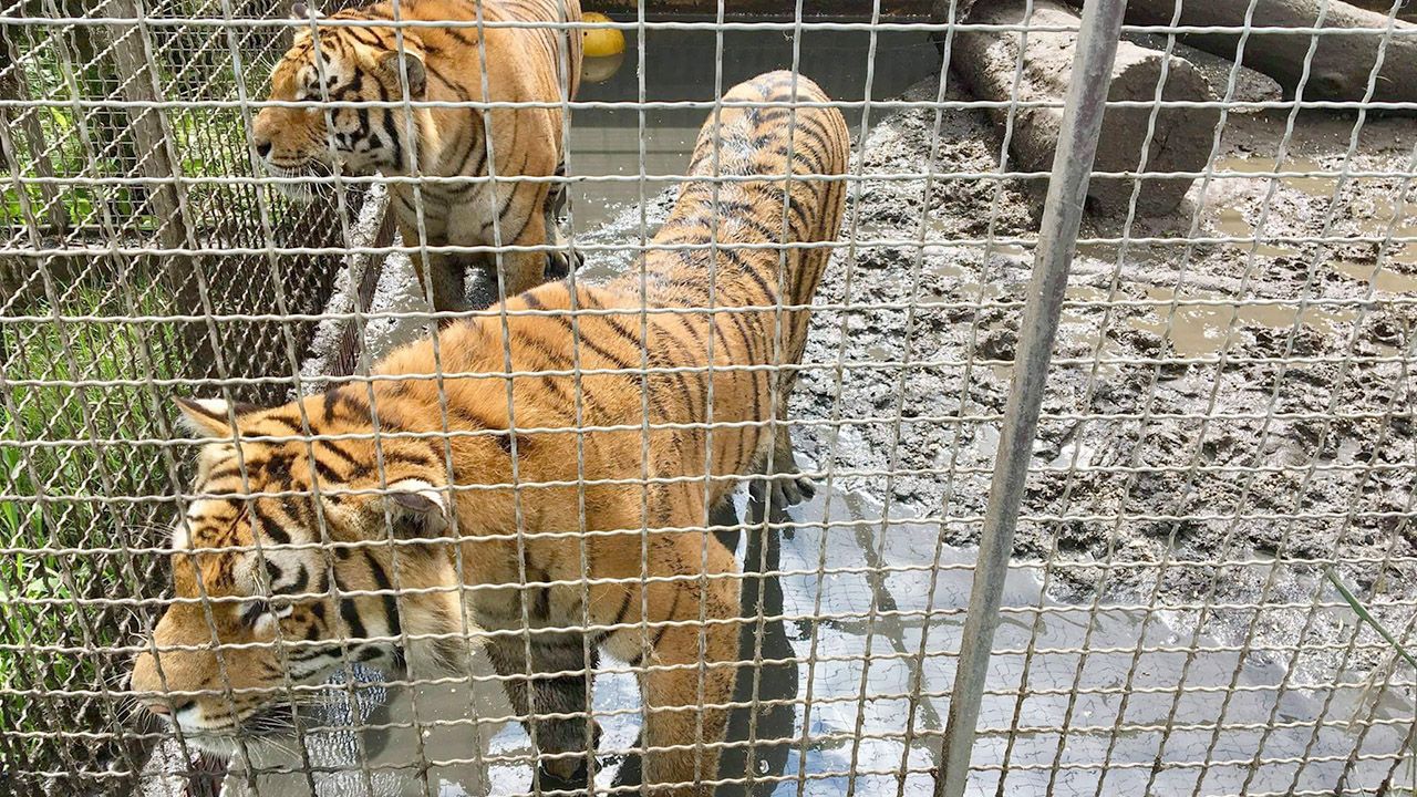 Poznańskie zoo chce przyjąć tygrysy (fot. FB/Zoo Poznań Official Site)