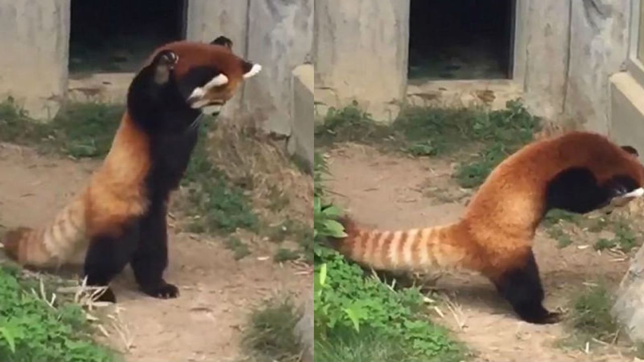 Panda rusza do boju (fot. You Tube)