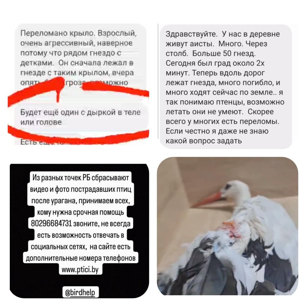 Буслам патрэбная дапамога. (Фота: сацсеткі ptici.by)