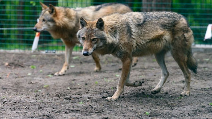 Jakie Zwierzęta żyją W Wielkopolskim Parku Narodowym Wilki w Wielkopolskim Parku Narodowym?
