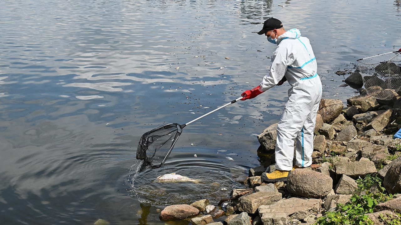 Państwowa Inspekcja Weterynaryjna wykluczyła rtęć jako przyczynę śnięcia ryb (fot. PAP/Marcin Bielecki)