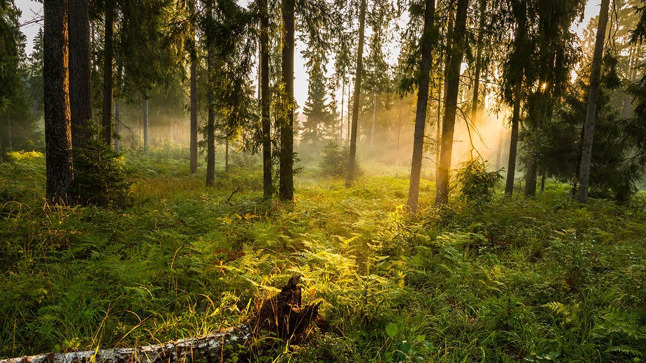 Bruksela doprowadzi do sprywatyzowania lasów? (fot. Shutterstock/Szczepan Klejbuk)