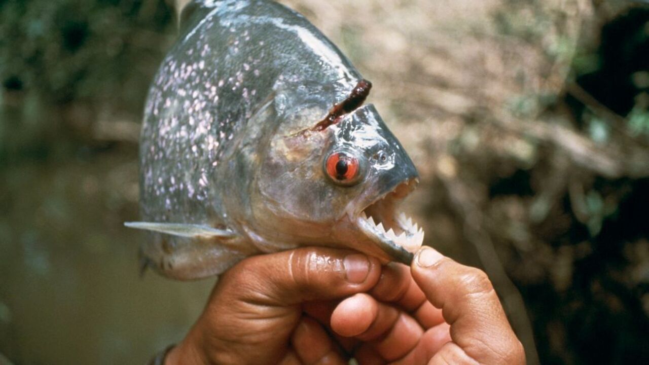 Piranie zagryzły dziecko. Ofiarą dwuletnia dziewczynka