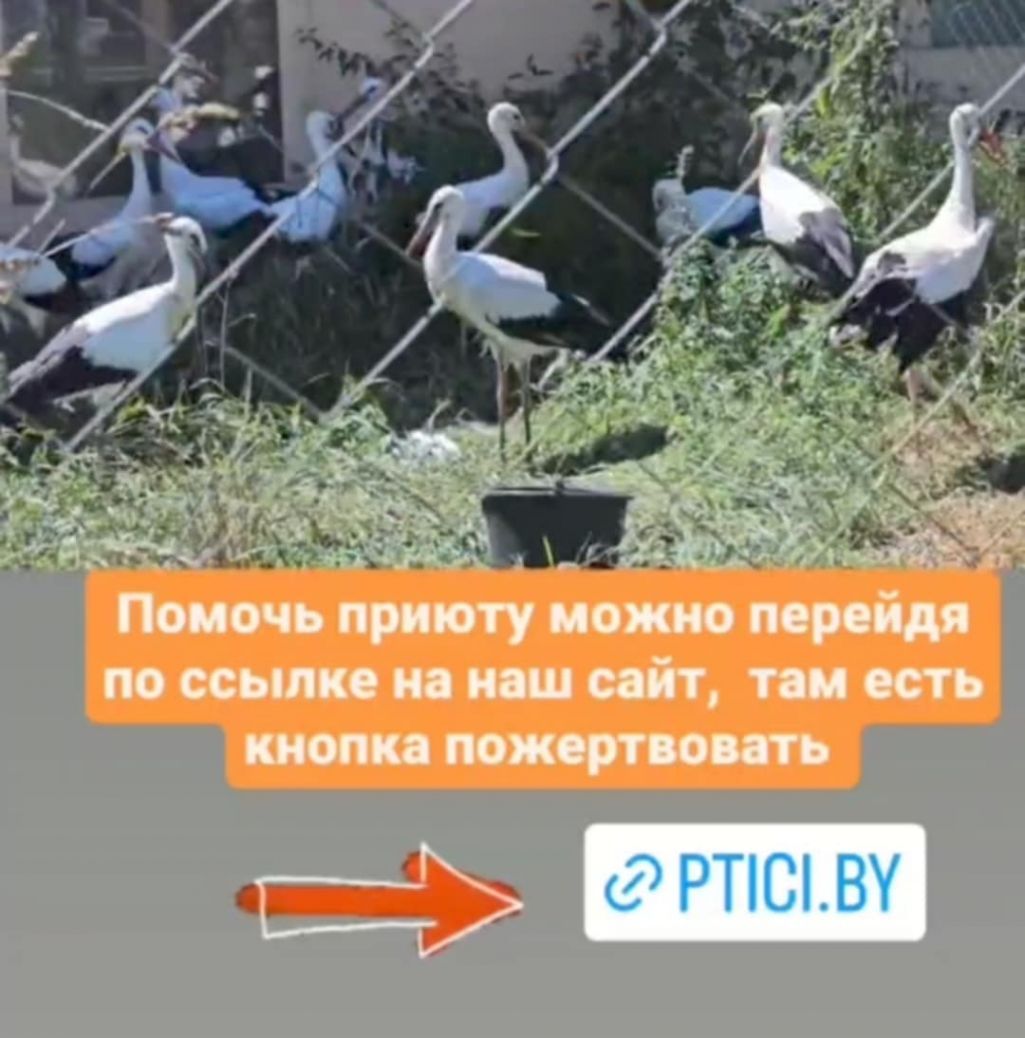 Буслам патрэбная дапамога. (Фота: сацсеткі ptici.by)