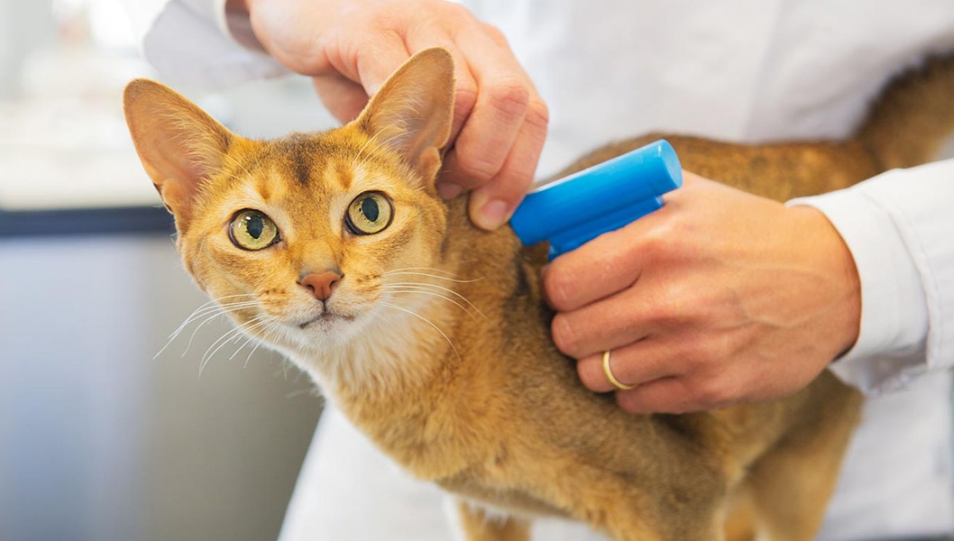 Każdy kot w Holandii wkrótce będzie musiał być zarejestrowany (fot. Shutterstock)
