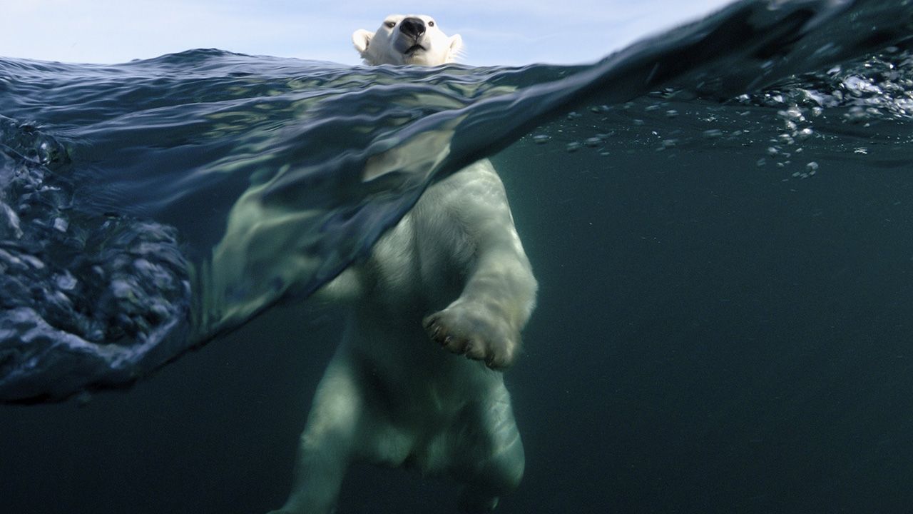 Jakiego Koloru Jest Skóra Niedźwiedzia Polarnego Naukowcy stworzyli materiał wzorowany na włosach polarnego niedźwiedzia