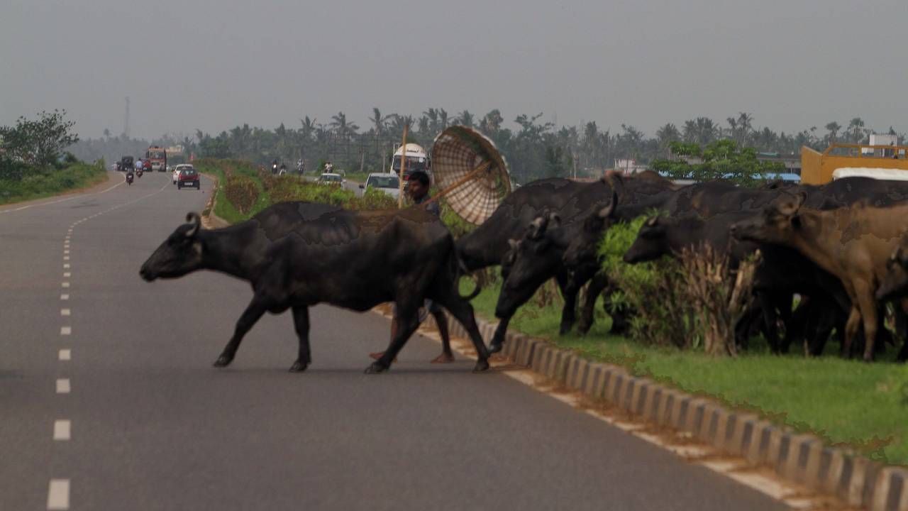 Drogi w Indiach są bardzo niebezpieczne (fot. STR/NurPhoto via Getty Images)