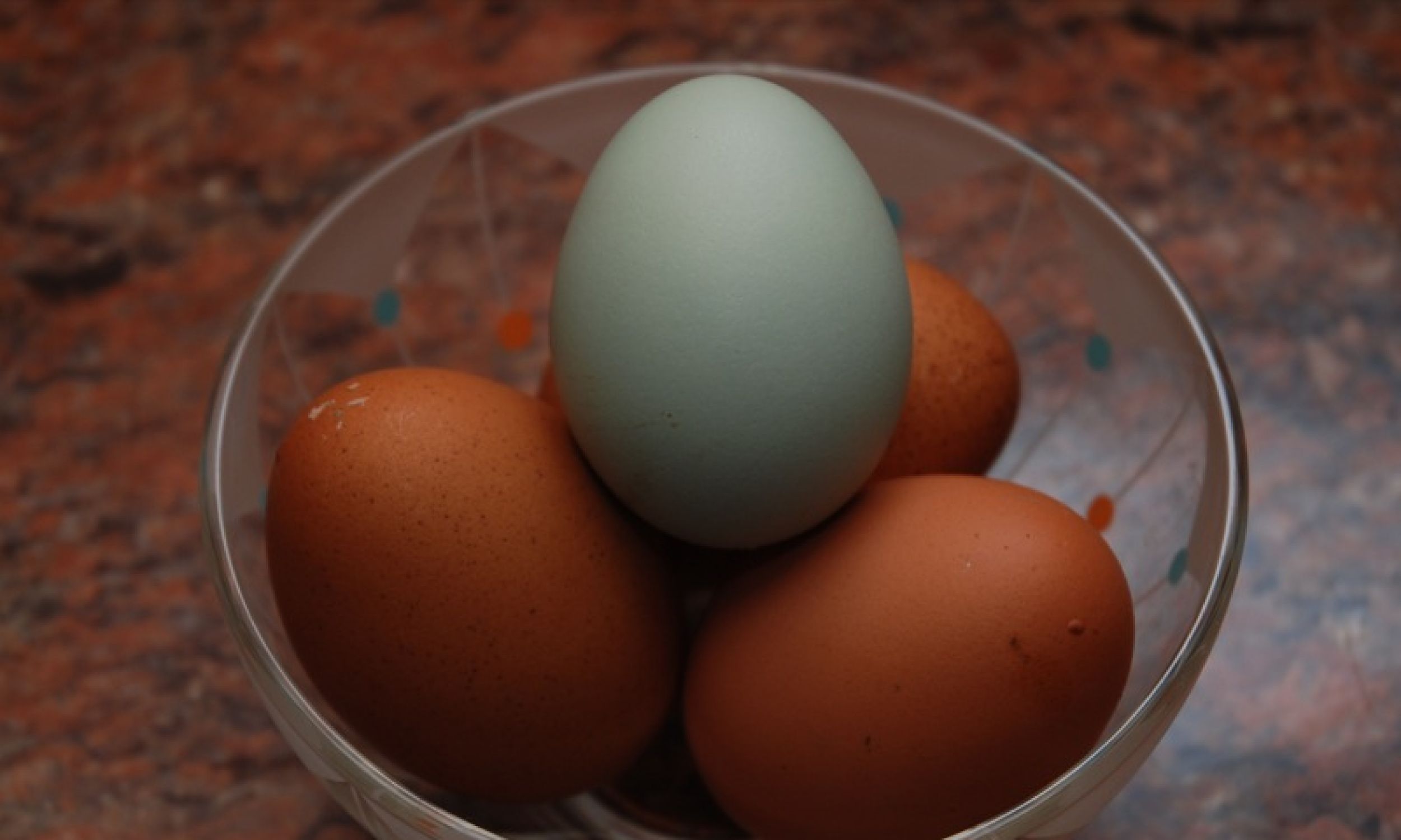 Блакитне яйце, знесене куркою араукан, на коричневих яйцях, пофарбованих в цибулинні. Фото Par Julian Berry z Mid Sussex, UK – Lavender Araucana, CC BY-SA 2.0, Wikimedia