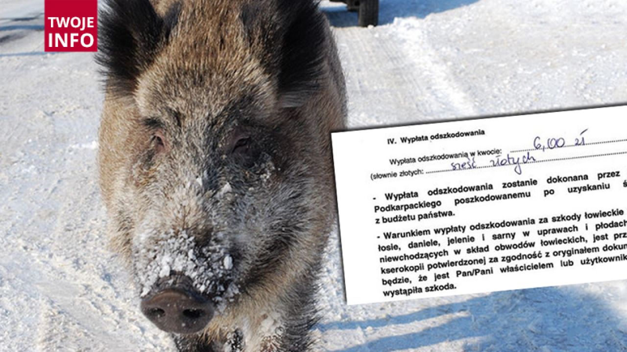 Za szkody wyrządzone przez dziki nasz widz otrzymał 6 złotych (fot.flickr.com/Tomasz Lewicki/Twoje Info) Za szkody wyrządzone przez dziki nasz widz otrzymał 6 złotych (fot.flickr.com/Tomasz Lewicki/Twoje Info)