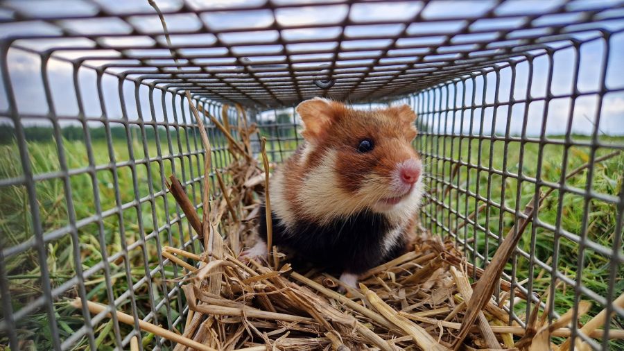 Chomik europejski, zagrożony gatunek, zoo Poznań, UAM (fot. FB/Program ochrony chomika europejskiego)