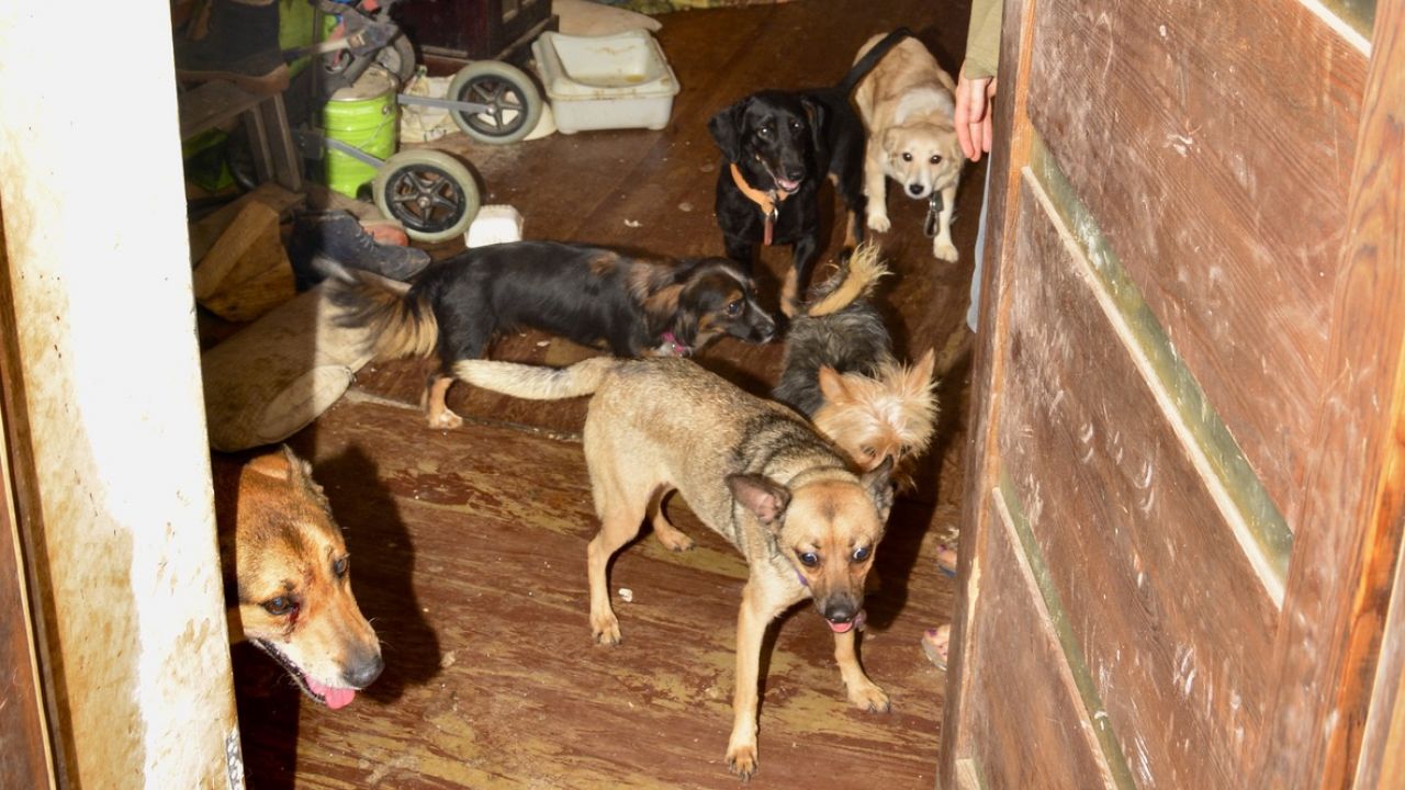 Makabryczne odkrycie w chrzanowskiej siedzibie Towarzystwa Ochrony Przyrody INNI (fot. KPP w Chrzanowie) Makabryczne odkrycie w chrzanowskiej siedzibie Towarzystwa Ochrony Przyrody INNI (fot. KPP w Chrzanowie)