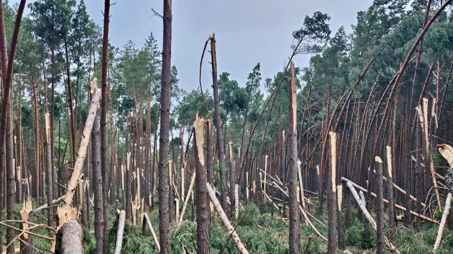 Nawałnica w powiecie pilskim - trąba wycięła drzewa w lesie (fot. Regionalna Dyrekcja Lasów Państwowych w Pile, Lasy Państwowe)