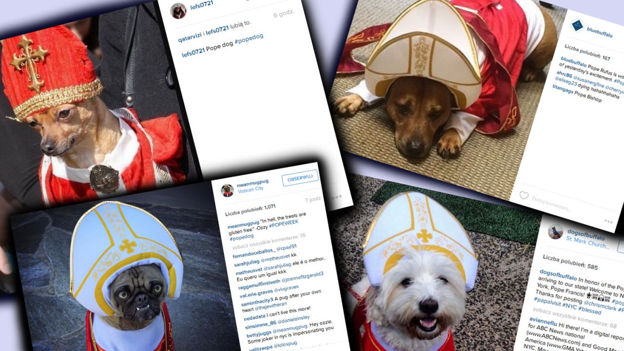 Zdjęcia psów robią furorę w intenecie (fot. combo Instagram)