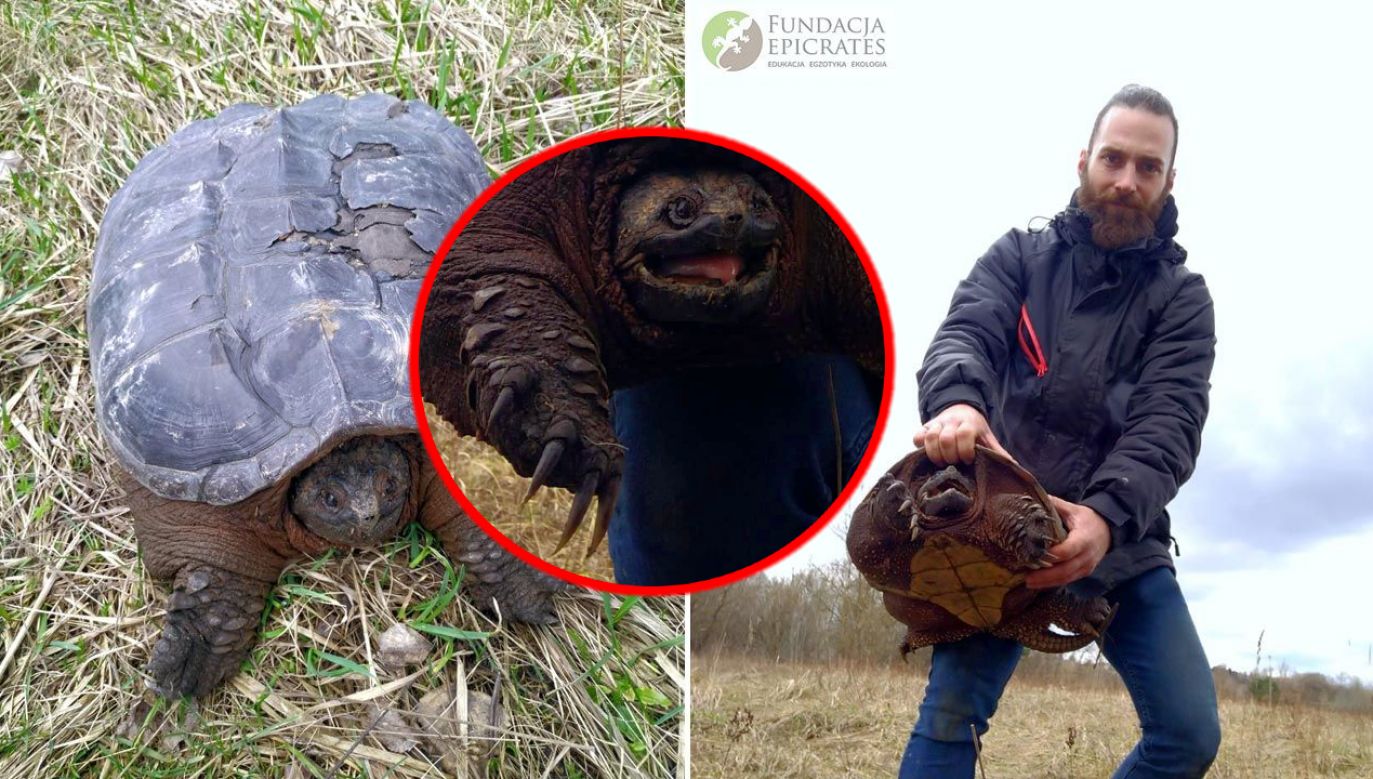 Żółw jaszczurowaty zamieszkuje słodkie wody (fot. Fundacja Epicrates)