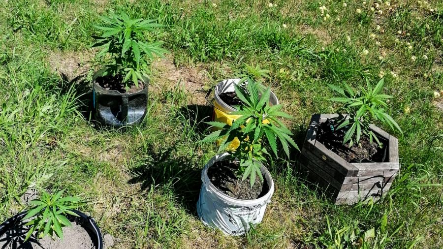 Uprawiał konopie, rodzicom powiedział, że to pomidory