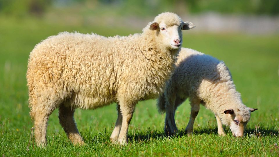 Natura w Jedynce - Sekretne życie wiejskich zwierząt (1/3) Owce
