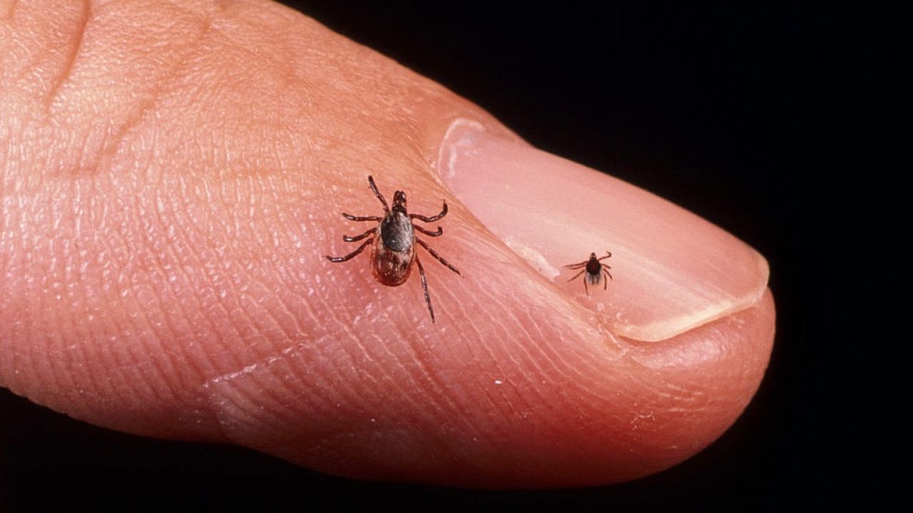 Boreliozę wywołują bakterie Borrelia burgdorferi, przenoszone przez zakażone kleszcze (fot. Getty Images) Boreliozę wywołują bakterie Borrelia burgdorferi, przenoszone przez zakażone kleszcze (fot. Getty Images)
