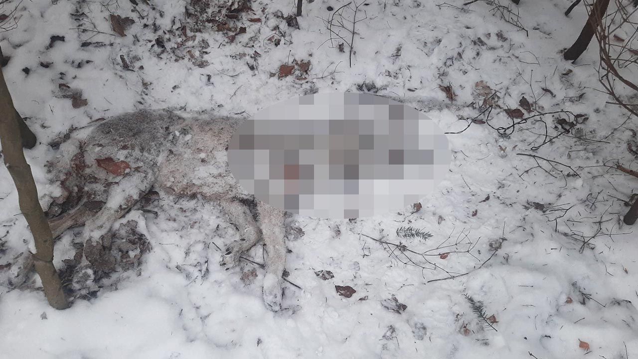 Na szyi wilka była zaciśnięta pętla ze stalowej linki (fot. Facebook/Nadleśnictwo Daleszyce, Lasy Państwowe) Na szyi wilka była zaciśnięta pętla ze stalowej linki (fot. Facebook/Nadleśnictwo Daleszyce, Lasy Państwowe)