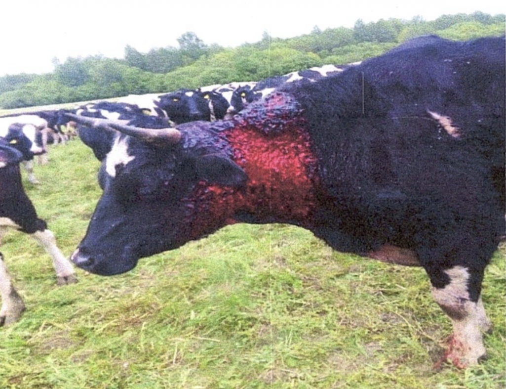 Карова ў УП «Сафийские дары». Фота: справаздача Камітэта сельскай гаспадаркі і харчавання Віцебскага аблвыканкама
