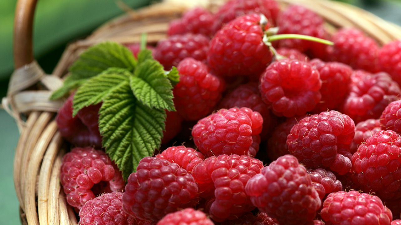 Udział Polski w światowej produkcji malin, w 2019 r. wyniósł 9 proc. (fot. Shutterstock) Udział Polski w światowej produkcji malin, w 2019 r. wyniósł 9 proc. (fot. Shutterstock)