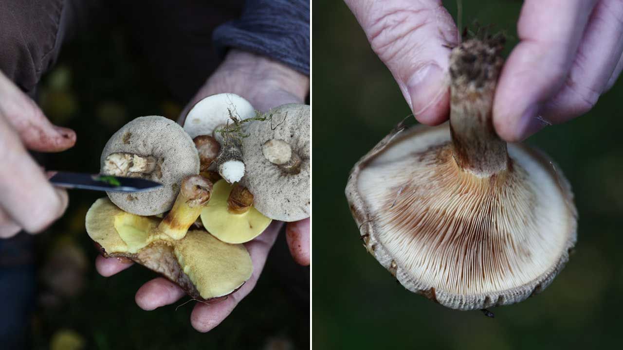Jak należy zbierać grzyby? (fot. Jakub Porzycki/NurPhoto via Getty Images)