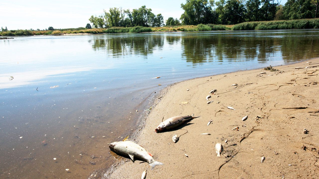 Służby badają, jak doszło do zanieczyszczenia rzeki (fot. PAP/Lech Muszyński)