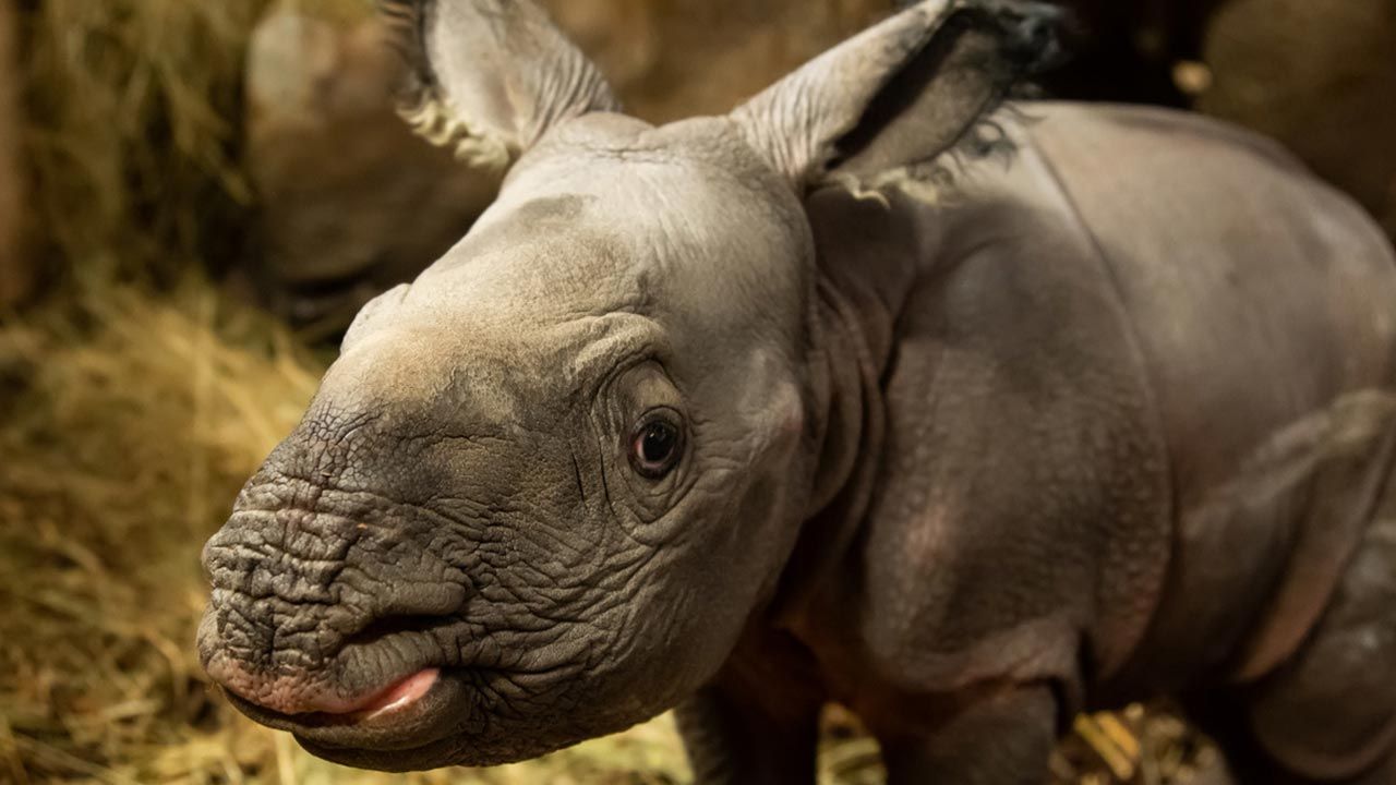 Mały nosorożec nie otrzymał jeszcze imienia (fot. ZOO Wrocław) Mały nosorożec nie otrzymał jeszcze imienia (fot. ZOO Wrocław)