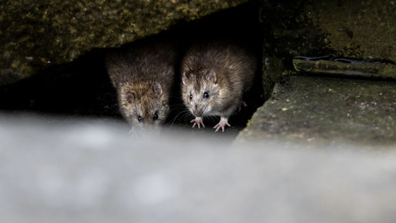 Część radnych opozycji jest jednak przeciwna propozycji ekologów (fot. Florian Gaertner/Photothek via Getty Images) Część radnych opozycji jest jednak przeciwna propozycji ekologów (fot. Florian Gaertner/Photothek via Getty Images)