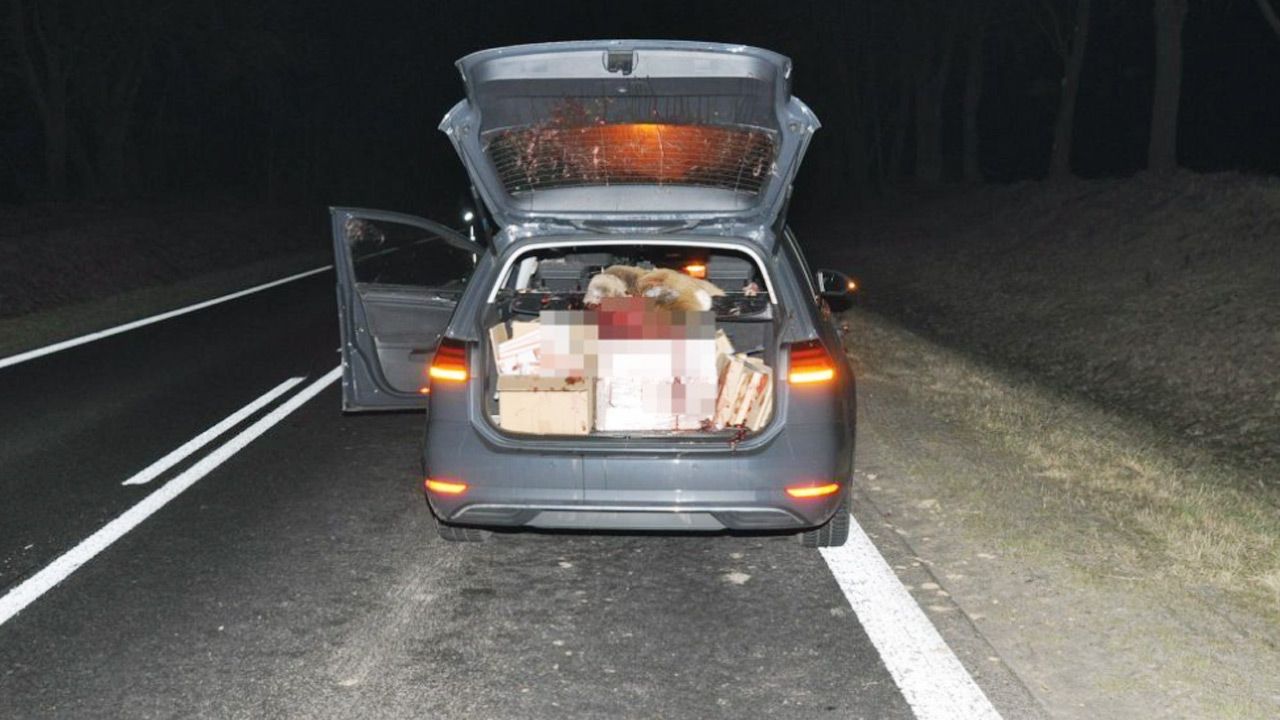 Sarna wybiegła wprost przed samochód (fot. Policja) Sarna wybiegła wprost przed samochód (fot. Policja)