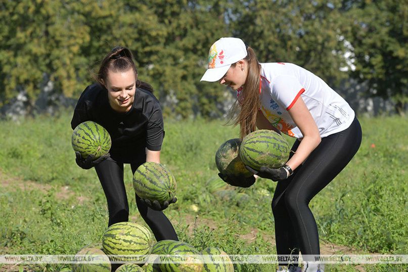 Дар’я Краўчук на ўборцы кавуноў у Аляксандра Лукашэнкі. (Фота: БелТА)