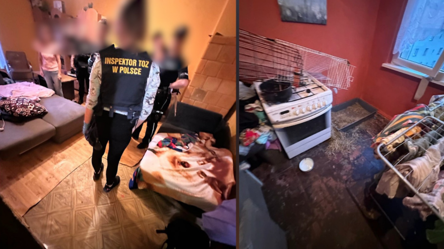 W czasie rozmowy z inspektorami nieoczekiwanie właściciel chwycił swojego psa za kark i z z całej siły rzucił nim przez pokój. Fot. TOZ