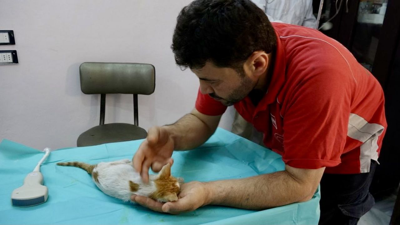 Mohammad Alaa al-Jaleel (fot. A.Alemam/Anadolu/Getty Images) Mohammad Alaa al-Jaleel (fot. A.Alemam/Anadolu/Getty Images)