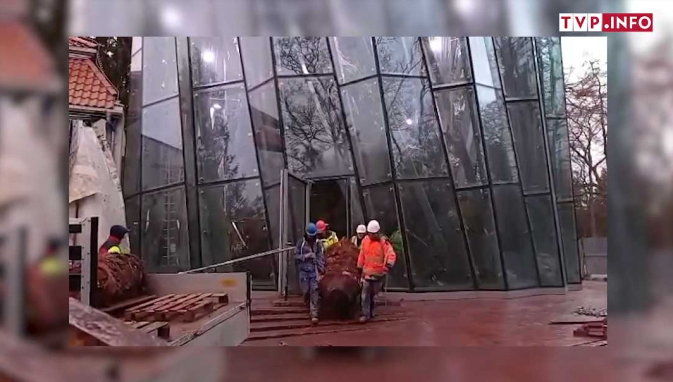 Nagranie z wycinki palmy w Gdańsku przesłał nam czytelnik (fot. portal tvp.info)