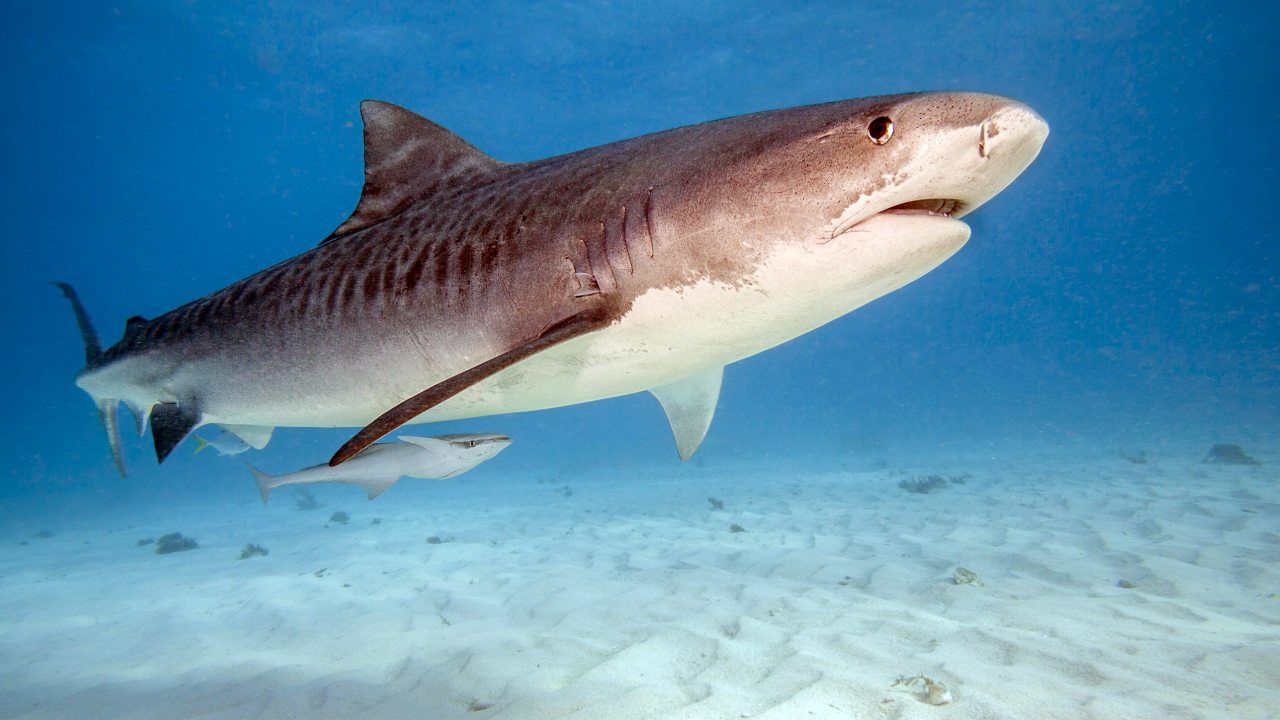 Fotograf przeżył ugryzienie rekina. „Zaatakował i zwyczajnie odpłynął”