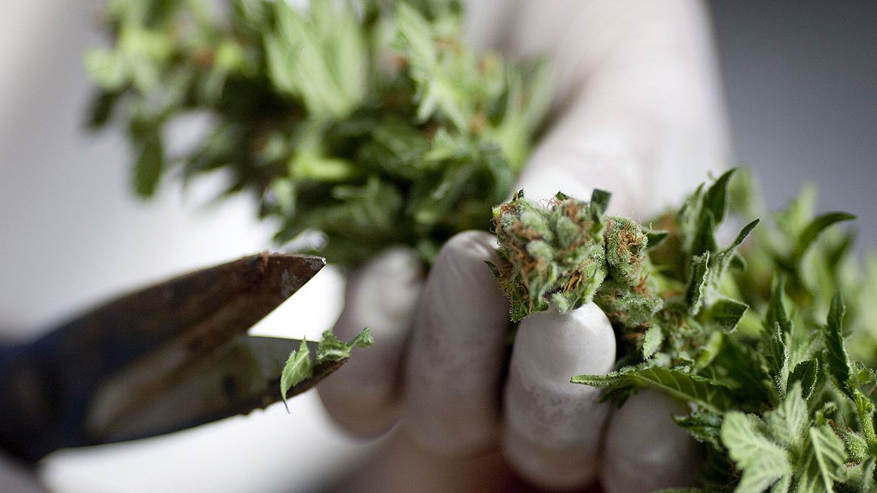 Sędzia uznał, że jedynym sposobem ochrony przejętej marihuany jest sprzedaż narkotyków (fot. Uriel Sinai/Getty Images)