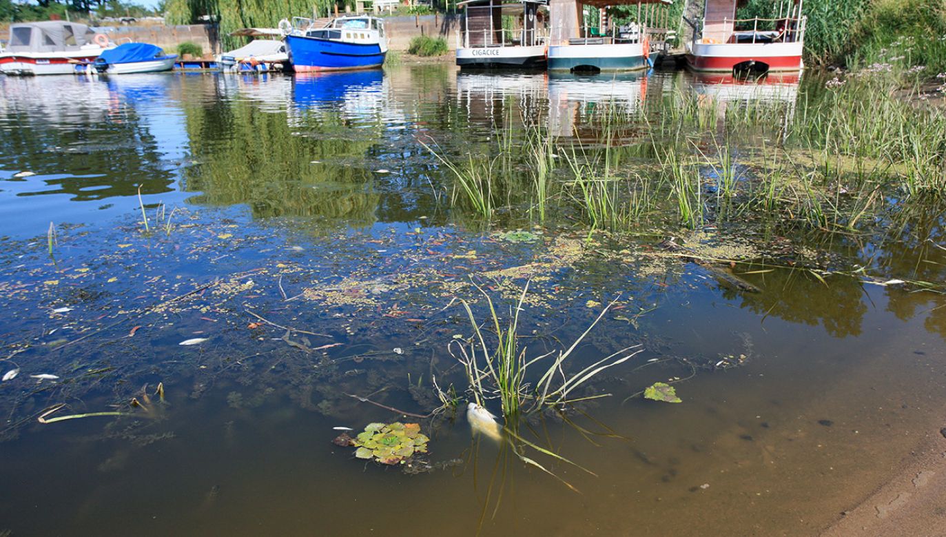 Co spowodowało katastrofę ekologiczną rzeki? (fot. PAP/Lech Muszyński)