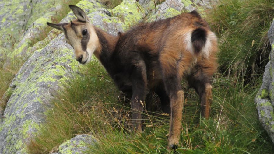 On the Polish side, only 249 chamois were observed during this year’s spring count. (Wiki/Mateusz Iskrzyński)