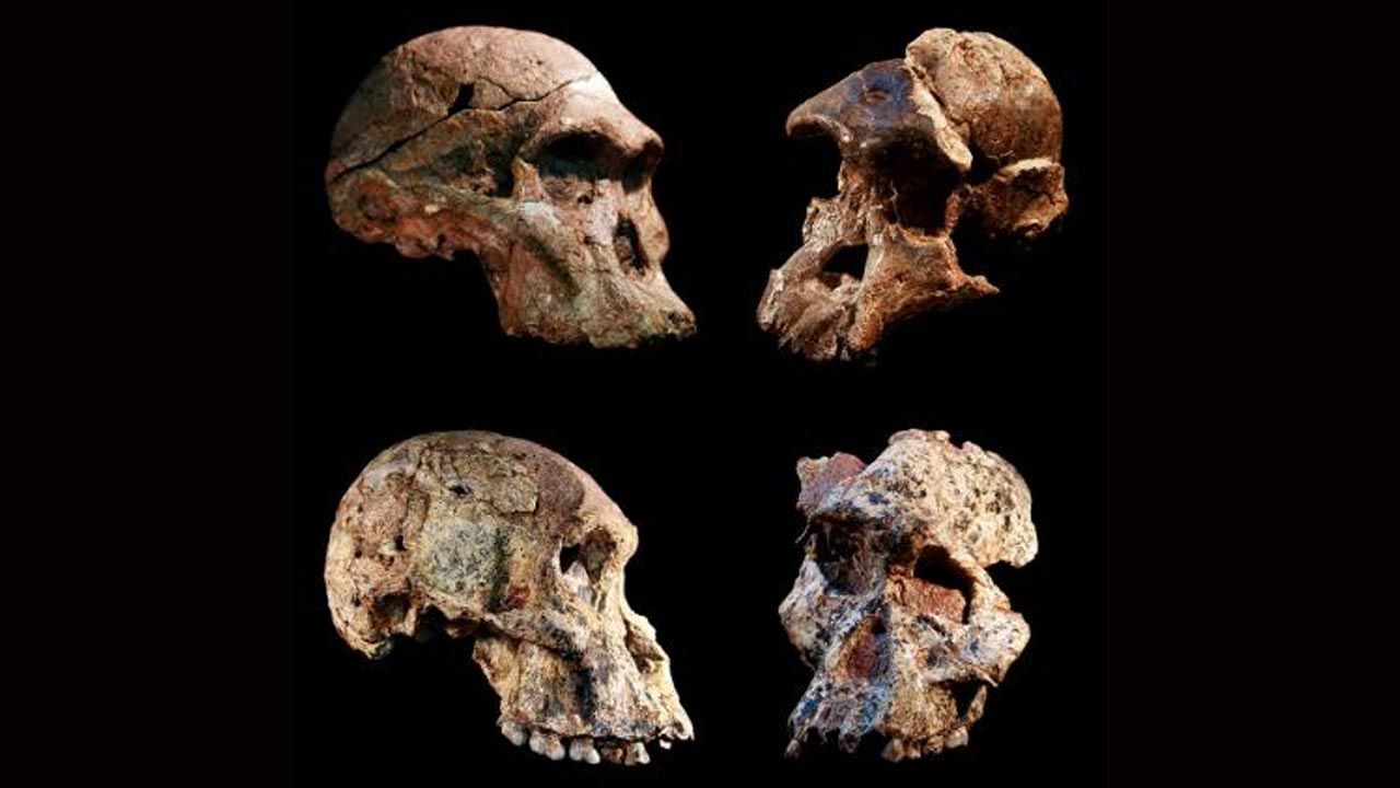 Cztery różne czaszki Australopithecus, zostały znalezione w jaskiniach Sterkfontein (fot.  Jason Heaton, Ronald Clarke/Ditsong Museum of Natural History)