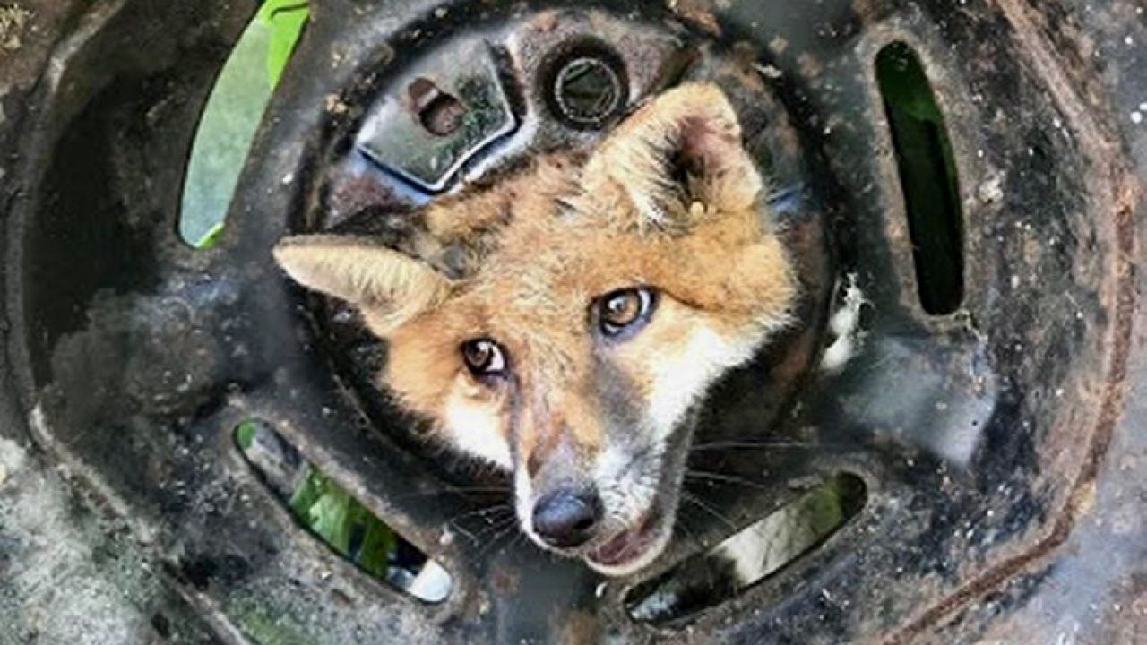 Na ratunek zwierzęciu ruszyli strażacy i organizacja Royal Society for the Prevention of Cruelty to Animals (fot. RSPCA) Na ratunek zwierzęciu ruszyli strażacy i organizacja Royal Society for the Prevention of Cruelty to Animals (fot. RSPCA)