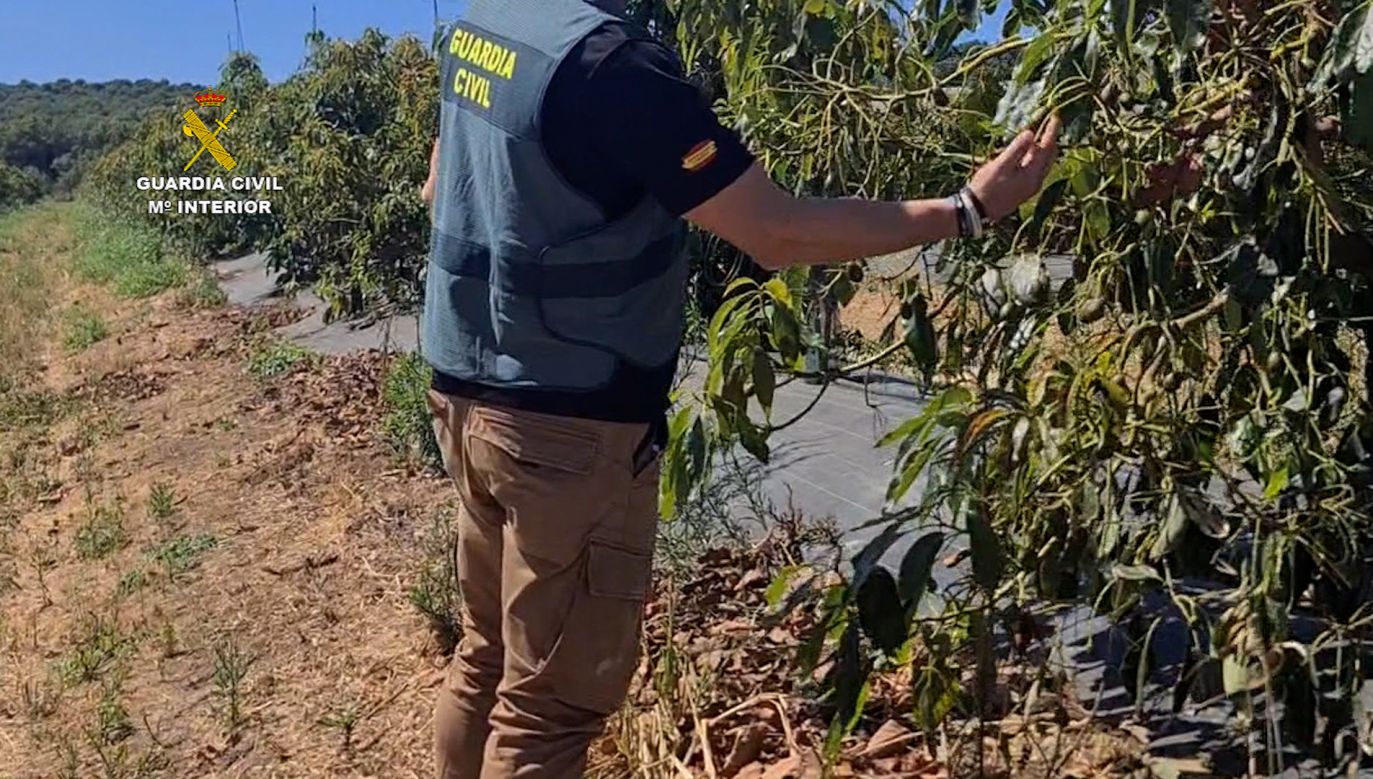 Pranie pieniędzy przy pomocy farm awokado to popularna metoda meksykańskich narcos (fot. Guardia Civil)