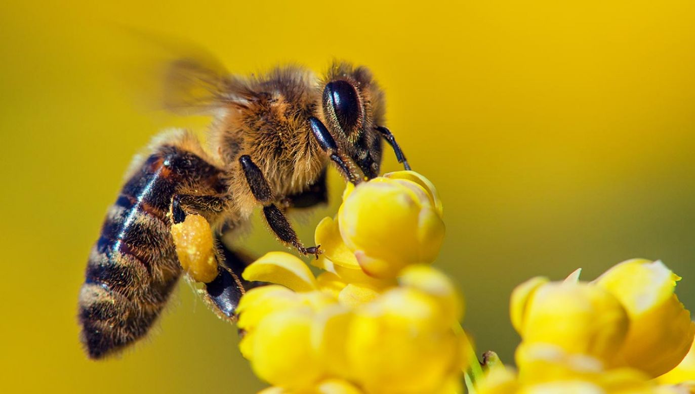 Amerykańskie ministerstwo rolnictwa zatwierdziło pierwszą szczepionkę dla jakiegokolwiek owada w USA (fot. Shutterstock/Daniel Prudek)