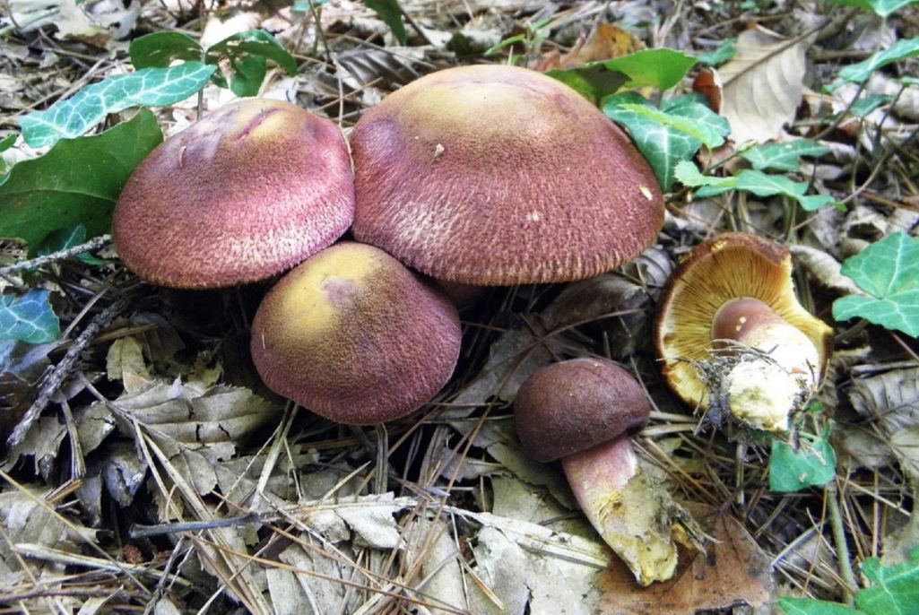 Радоўка жоўта-чырвоная. Фота: cromushrooms.eu