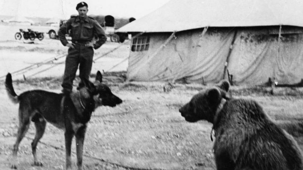 Niedźwiedź Wojtek stał się legendą (fot. Wikimedia Commons) Niedźwiedź Wojtek stał się legendą (fot. Wikimedia Commons)