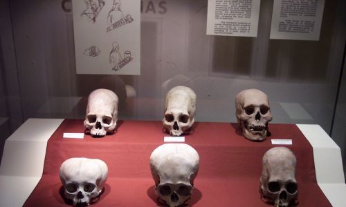 Czaszki z kultury andyjskiej Paracas, znajdujące się w Narodowym Muzeum Archeologii, Antropologii i Historii Peru w Limie. Widać na nich spłaszczenia głowy, praktykowane w elicie tej kultury. Fot.
