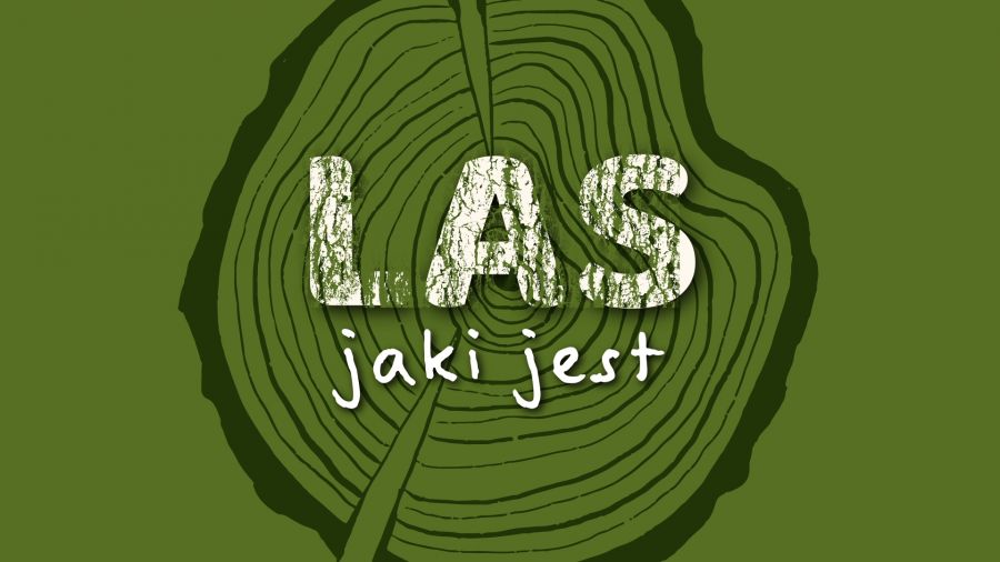 Las jaki jest