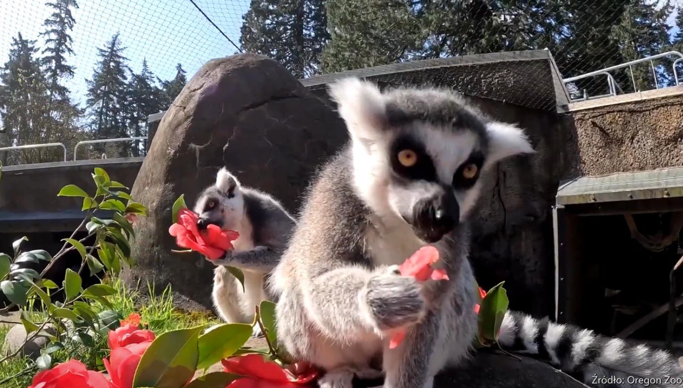 Lemury katta jedzą kwiaty (fot. EBU/Oregon Zoo)