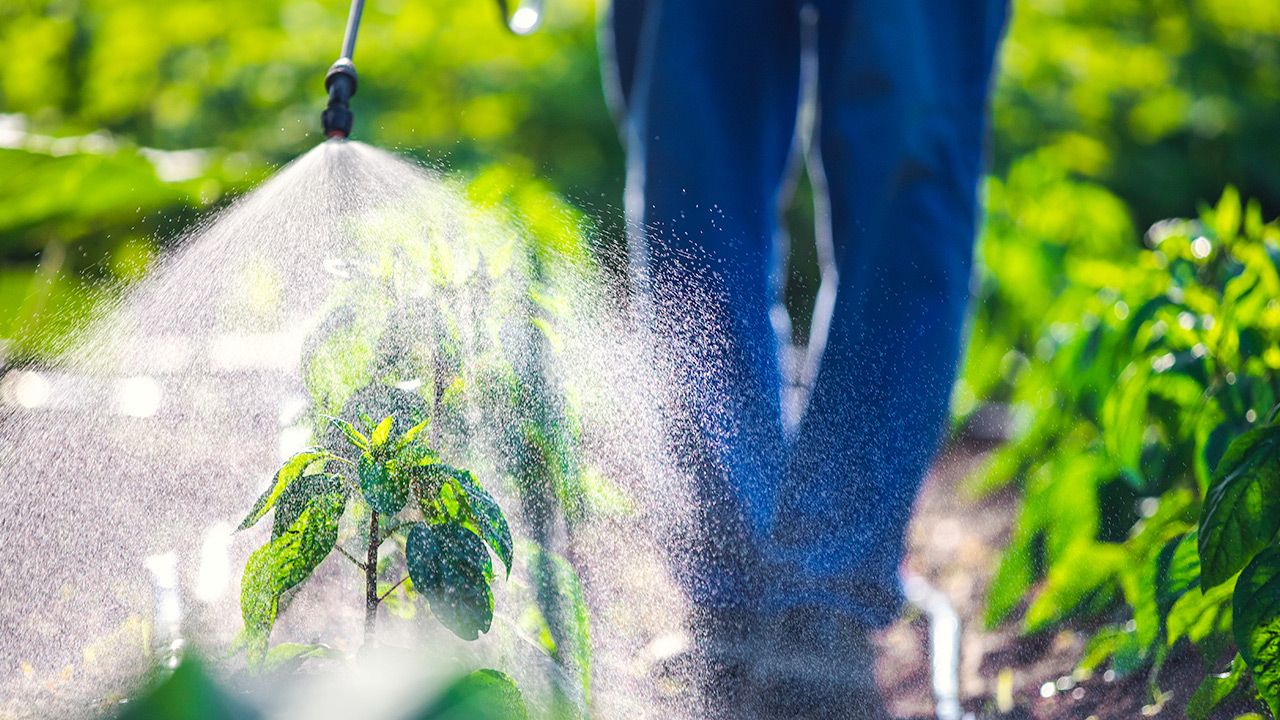 Szeroko stosowany środek owadobójczy, może zwiększać ryzyko przewlekłej choroby nerek (fot. Shutterstock) Szeroko stosowany środek owadobójczy, może zwiększać ryzyko przewlekłej choroby nerek (fot. Shutterstock)